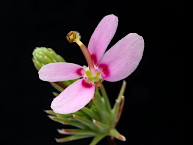 APII jpeg image of Stylidium repens  © contact APII