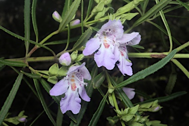 APII jpeg image of Prostanthera tallowa  © contact APII