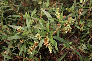 APII jpeg image of Persicaria prostrata  © contact APII