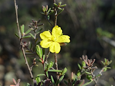 APII jpeg image of Hibbertia stricta  © contact APII