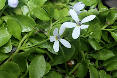 APII jpeg image of Lobelia surrepens  © contact APII