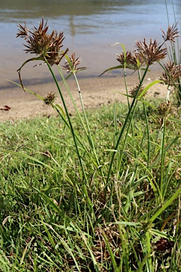 APII jpeg image of Cyperus congestus  © contact APII