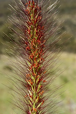 APII jpeg image of Cenchrus purpurascens  © contact APII