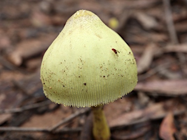 APII jpeg image of Leucocoprinus birnbaumii  © contact APII