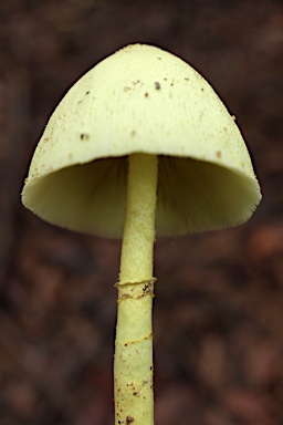 APII jpeg image of Leucocoprinus birnbaumii  © contact APII