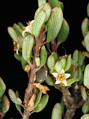 APII jpeg image of Monotoca rotundifolia  © contact APII