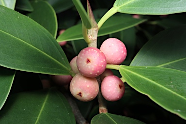 APII jpeg image of Ficus microcarpa  © contact APII