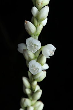 APII jpeg image of Persicaria attenuata subsp. attenuata  © contact APII