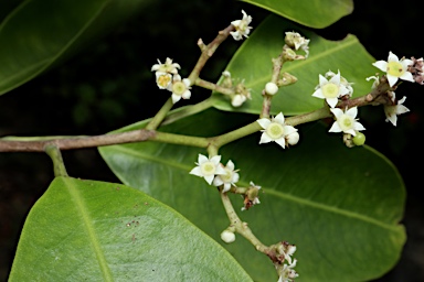 APII jpeg image of Geijera salicifolia  © contact APII