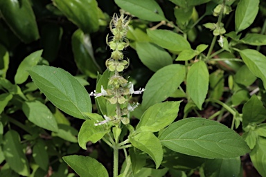 APII jpeg image of Ocimum basilicum  © contact APII