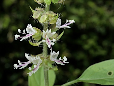 APII jpeg image of Ocimum basilicum  © contact APII