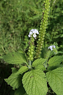 APII jpeg image of Heliotropium indicum  © contact APII