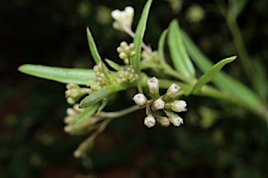 APII jpeg image of Boerhavia burbidgeana  © contact APII