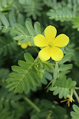 APII jpeg image of Tribulus terrestris  © contact APII