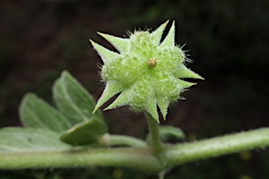 APII jpeg image of Tribulus terrestris  © contact APII