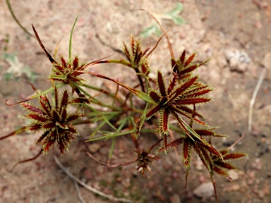 APII jpeg image of Cyperus castaneus  © contact APII