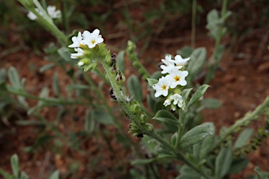 APII jpeg image of Heliotropium ovalifolium  © contact APII