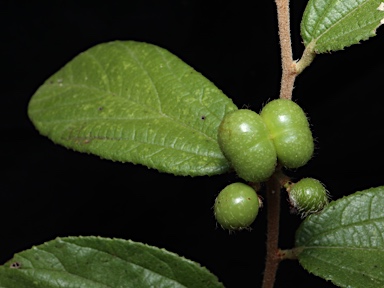 APII jpeg image of Grewia retusifolia  © contact APII