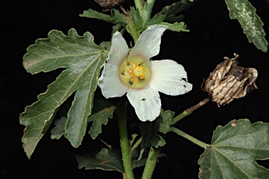 APII jpeg image of Hibiscus verdcourtii  © contact APII