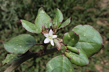 APII jpeg image of Trianthema portulacastrum  © contact APII