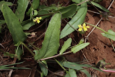 APII jpeg image of Goodenia byrnesii  © contact APII