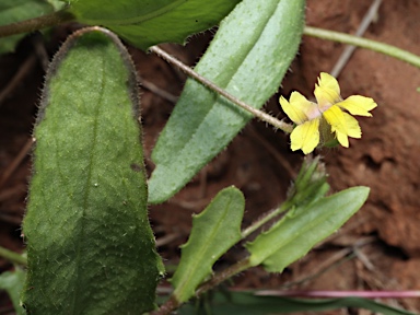 APII jpeg image of Goodenia byrnesii  © contact APII