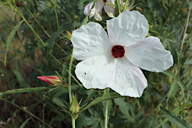 APII jpeg image of Hibiscus meraukensis  © contact APII