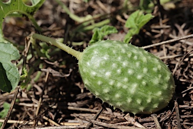 APII jpeg image of Cucumis anguria var. anguria  © contact APII