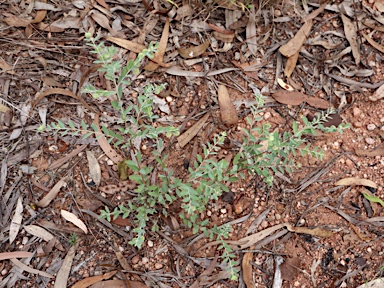 APII jpeg image of Phyllanthus carpentariae  © contact APII