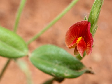 APII jpeg image of Zornia muelleriana subsp. muelleriana  © contact APII