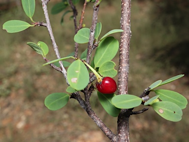 APII jpeg image of Erythroxylum australe  © contact APII