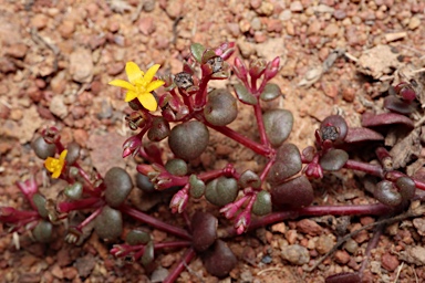 APII jpeg image of Portulaca bicolor  © contact APII