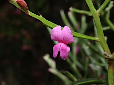 APII jpeg image of Jacksonia thesioides  © contact APII