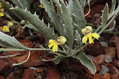 APII jpeg image of Goodenia mueckeana  © contact APII