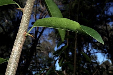 APII jpeg image of Maclura cochinchinensis  © contact APII