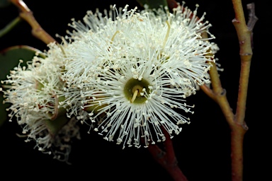 APII jpeg image of Eucalyptus stricta  © contact APII