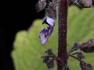 APII jpeg image of Plectranthus habrophyllus  © contact APII