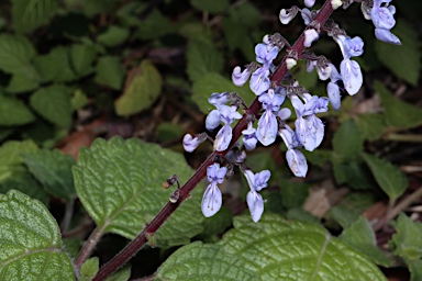 APII jpeg image of Plectranthus parviflorus  © contact APII