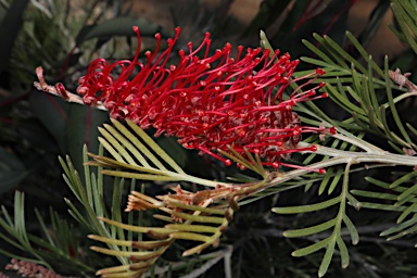 APII jpeg image of Grevillea 'Scarlet King'  © contact APII