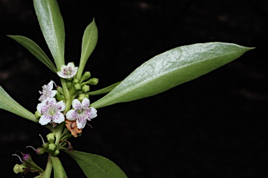 APII jpeg image of Myoporum acuminatum  © contact APII