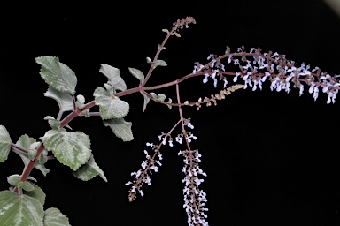 APII jpeg image of Plectranthus gratus  © contact APII