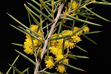 APII jpeg image of Acacia colletioides  © contact APII