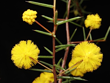 APII jpeg image of Acacia ulicina  © contact APII