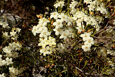 APII jpeg image of Phebalium filifolium  © contact APII