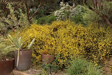 APII jpeg image of Hibbertia empetrifolia  © contact APII