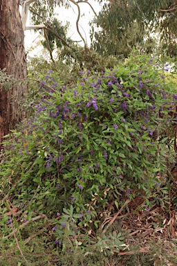 APII jpeg image of Hardenbergia comptoniana  © contact APII