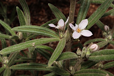 APII jpeg image of Zieria murphyi  © contact APII