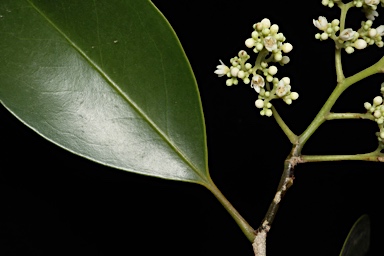 APII jpeg image of Coatesia paniculata  © contact APII