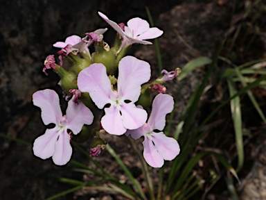 APII jpeg image of Stylidium affine  © contact APII