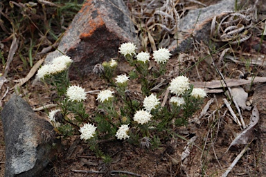 APII jpeg image of Pimelea imbricata var. piligera  © contact APII